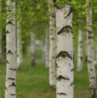 Birch Sweet Natural Blend Essential Oil 3